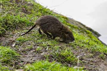 Closeup shot of a wet nutria rodent on the shore of a river