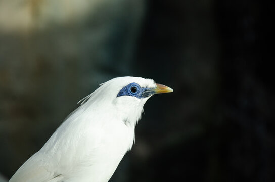 Balistar - Bird -Bali-Mynah