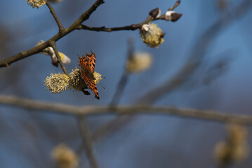 BUTTERFLY - A beautiful colorful insect on a branch