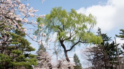 Green willow and sakura trees in Japan