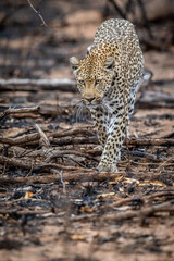 Leopard walking in the African bush.