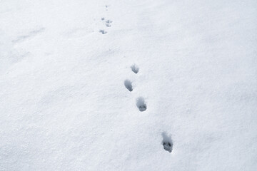traces of the dog or hare in the snow