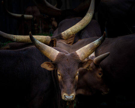 Watusi Cattle Heads Mingled