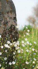 Peque&ntilde;as flores silvestres blancas junto a piedra en pradera de hierba
