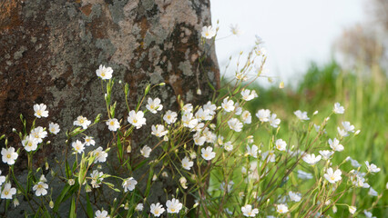 Pequeñas flores silvestres blancas junto a piedra en pradera de hierba
