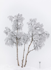 Frozen tree with lamppost