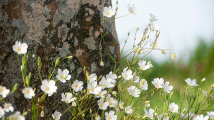 Pequeñas flores silvestres blancas junto a piedra en pradera de hierba