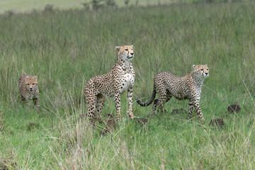 cheetah and older cubs walking in the savannah