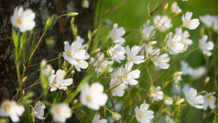 Pequeñas flores silvestres blancas junto a piedra en pradera de hierba