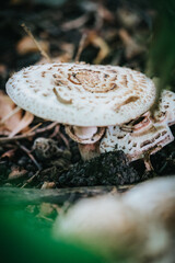 close up of a beautiful mushroom with blurry background