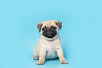 Obraz premium funny cute little puppy pug on bright blue pastel background. Banner adorable dog making happy face and smiling studio portrait. Purebred Dog Concept