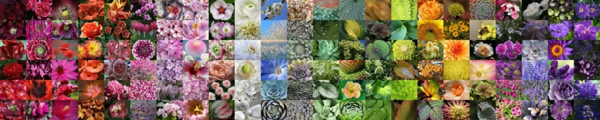 Beautiful panorama collage collection of different colours plants and flowers of the nature in a rainbow order as a display banner.