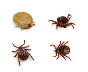 set mite parasitic insect collection