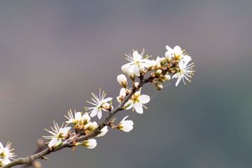 La primavera en rama