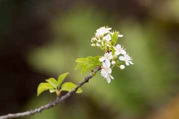 Florece en primavera 