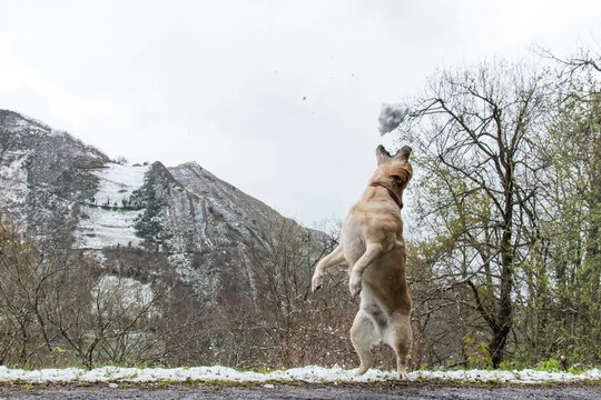 Perro se eleva para alcanzar una bola de nieve