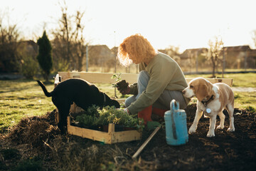 woman gardening herbs with companionship of her dogs in her backyard garden