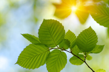 Fototapeta na wymiar Green leaves plants on sun in nature