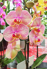 orchids orchid flowers many colors in shop for selling
