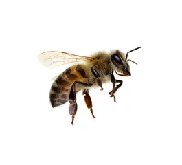 Abwaschbare Fototapete Biene Biene auf dem Weiß