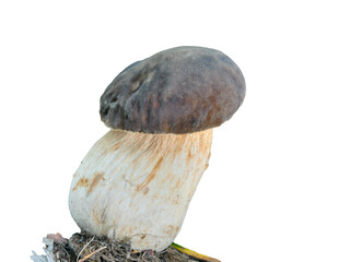 Edible mushroom cep (Boletus edulis)