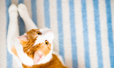 ginger cat with exposed and protruding whiskers at blurred carpet background, view from above, copy space
