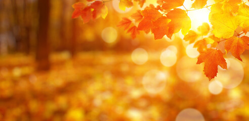  Autumn leaves on the sun