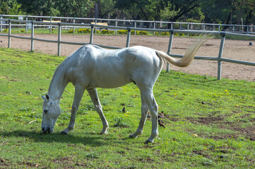 A beautiful white horse grazing in the open pastures of a ranch
