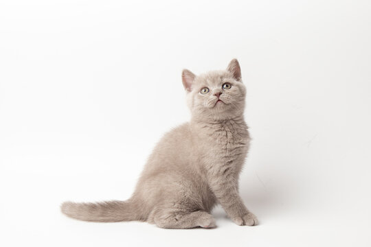 adorable cute Scottish lilac kitten sits on a white background with copy space and looks at the camera. pets.