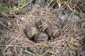 nest and clutch of four common lapwing eggs undisturbed