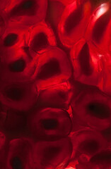 macro close up of pomegranate seeds lit from behind