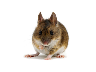 Mouse isolated on white