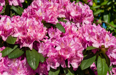 Close-up of pink purple flowers of Rhododendron 'Roseum Elegans' (hybrid catawbiense) blossom in Public landscape city park 'Krasnodar' or 'Galitsky'. Selective focus