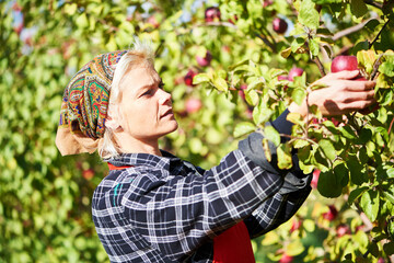 Woman picker portrait in apples orchard