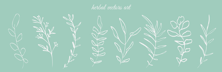 Hand drawn herbal vectors art on a mint background. Botanical, chic and trendy plants. Hand drawn lines, elegant leaves for your own design. Flower branch and minimalistic modern plants.
