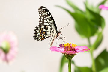 Fototapeta na wymiar A butterfly with beautiful black and white pattern siting on a flower