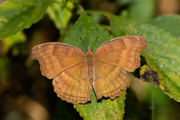 Selective focus image of a butterfly called the Junonia Iphita or chocolate pansy
