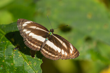 Selective focus image of a butterfly called Neptis Soma or sullied sailor found in south east Asia
