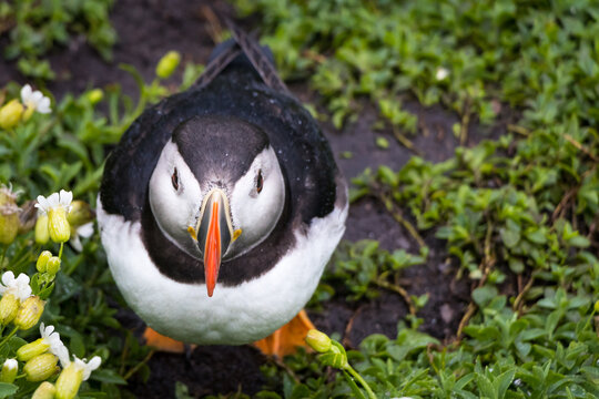 Closeup Of A Puffin Bird In Skellig Islands, Ireland
