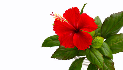 Hibiscus flower with leaves on white background.