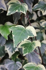 ivy on the wall