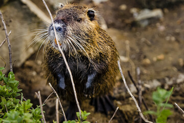 Closeup shot of Nutria on the Fras in the forest