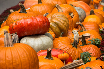 A big pile of pumpkins on the ground