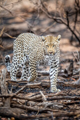 Fototapeta premium Leopard walking in the African bush.