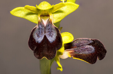 Orchidea selvatica Ophrys fusca