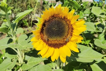 sunflowers pollen bees in green background