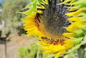 sunflowers pollen bees in green background