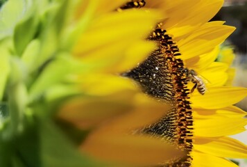 sunflowers pollen bees in green background