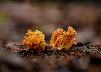 Closeup shot of orange fungus in the woods on a blurred background © Joe Svelnys/Wirestock Creators