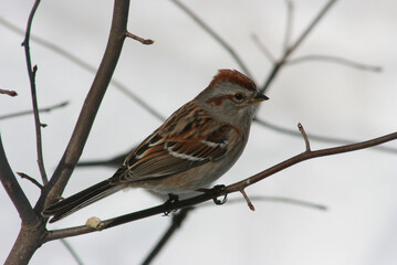Cute Common Sparrow Bunting perched on a tree branch